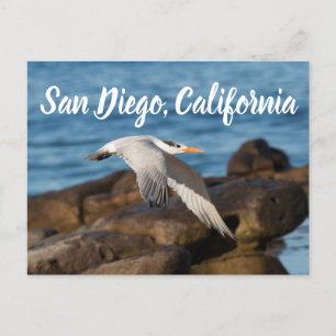 Als Tern fliegt San Diego, Kalifornien Postkarte
