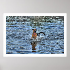 Alsatianischer Deutscher Schäferhund 1 Dog-Liebhab Poster