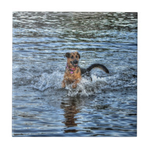 Alsatianisches Dogleiher Fliese