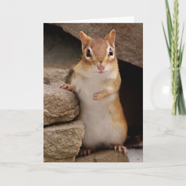 Also Niedlicher, neugieriger Chipmunk Karte (Vorderseite)