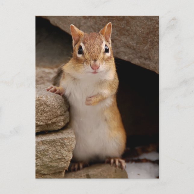 Also Niedlicher, neugieriger Chipmunk Postkarte (Vorderseite)