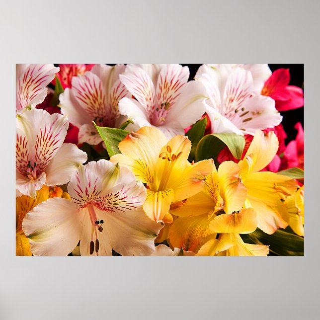 Alstroemeria Blume Plakat/Print Poster (Vorne)