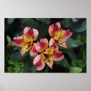 Alstroemeria-Blume Poster