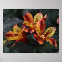 Alstroemeria-Blume