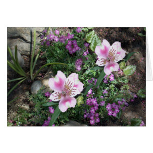 Alstroemeria-Blumen