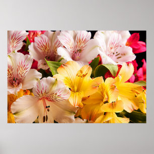 Alstroemeria-Blumen-Plakat/Druck Poster