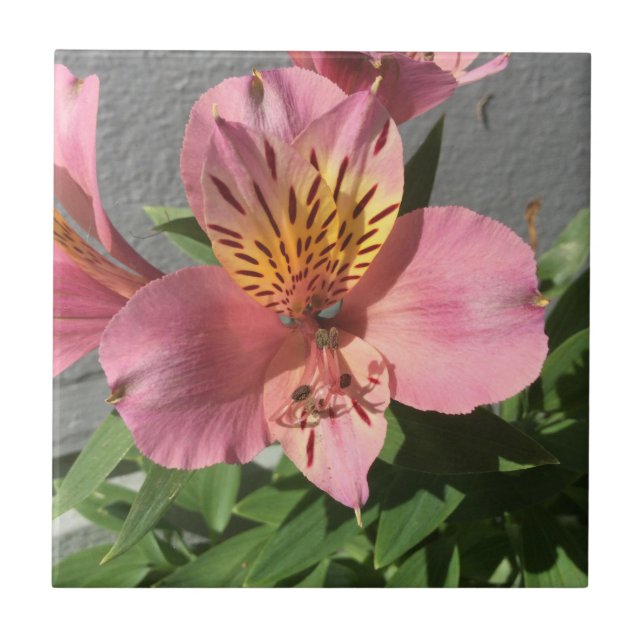 Alstroemeria Fliese (Vorderseite)