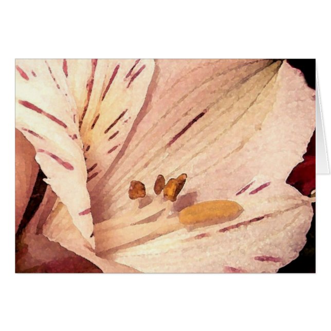 Alstroemeria in Blüte (Vorderseite (Horizontal))