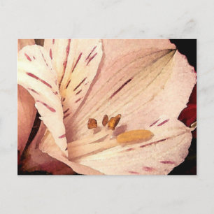 Alstroemeria in Blüte Postkarte
