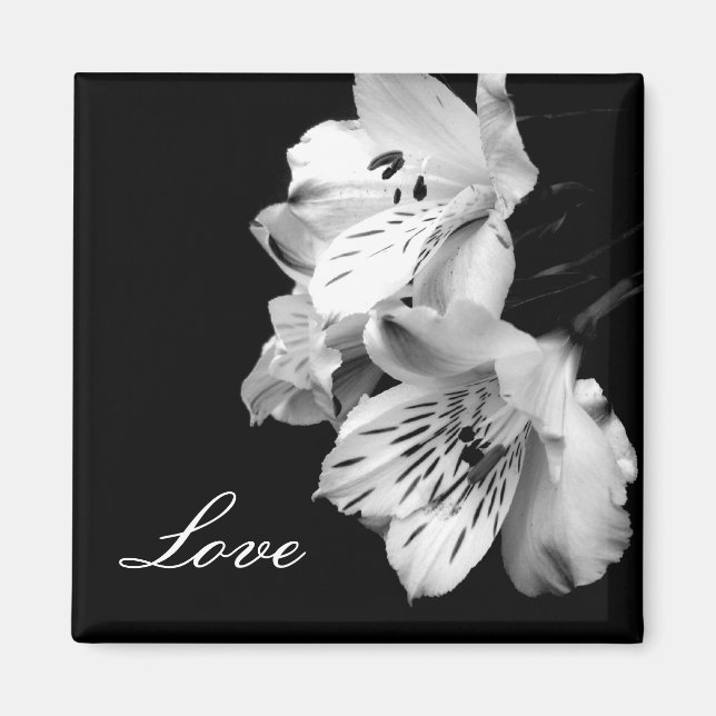 Alstroemeria Lily Liebe Magnet (Vorne)