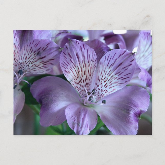 Alstroemeria Lily Postkarte (Vorderseite)
