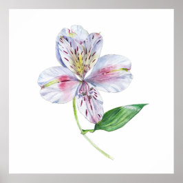 Alstroemeria Peruanische Lilie Botanische Aquarell Poster