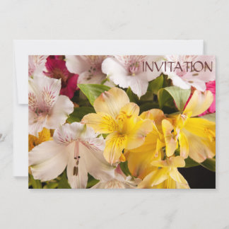 Alstroemeria (Peruanische Lily) Einladung