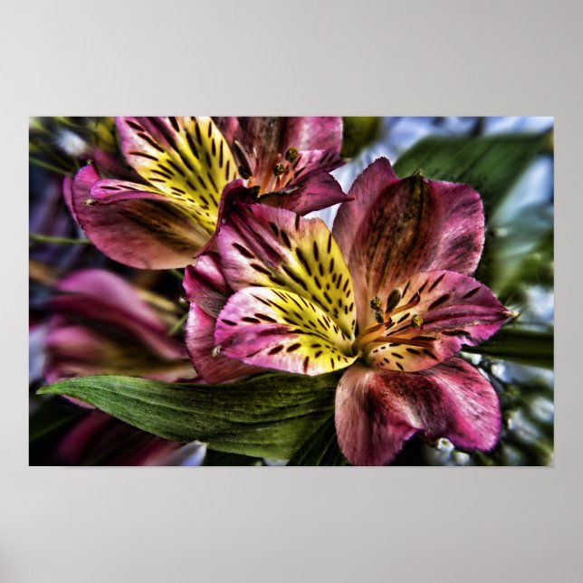 Alstroemeria Peruvian Lily Blume Poster drucken (Vorne)