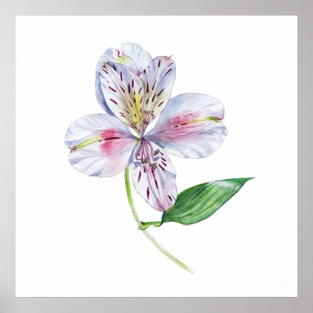 Alstroemeria Peruvian Lily Botanical Watercolor Poster (Vorne)