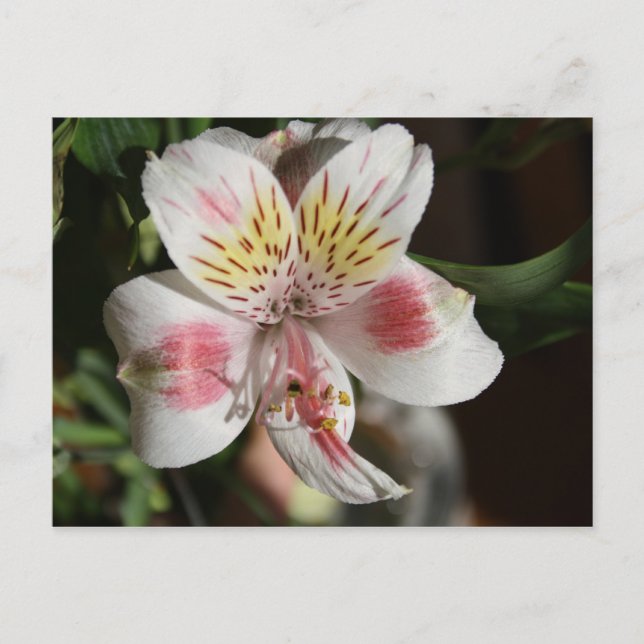 Alstroemeria Postkarte Weiß/rosa (Vorderseite)