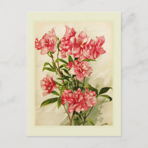 Alstroemerie Postkarte