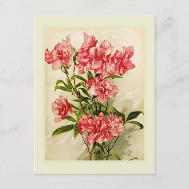 Alstromeria Postkarte (Vorderseite)
