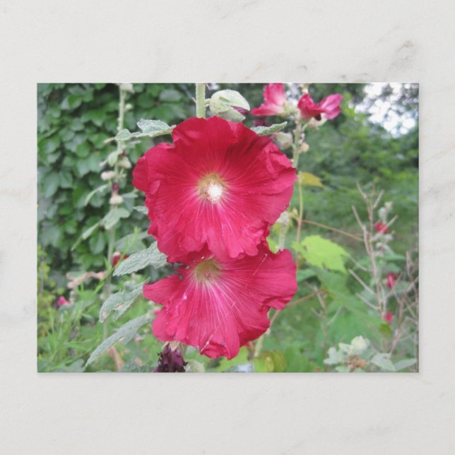 Alt modische Hollyhock-Blume Postkarte (Vorderseite)