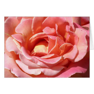 Alt modische Kletterwochen-Rose