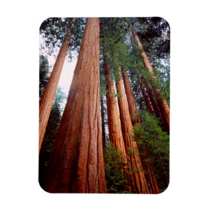Alt wachsende Sequoia-Redwood-Bäume Magnet