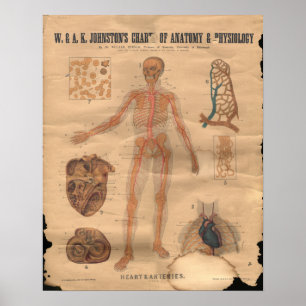 Alte Anatomie-Karte der Herzarterien von 1906 Poster