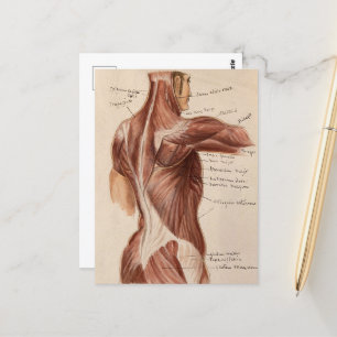 Alte Anatomie-Tafel Postkarte