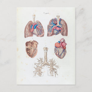 Alte Anatomie von menschlichem Herzen und Lungen Postkarte