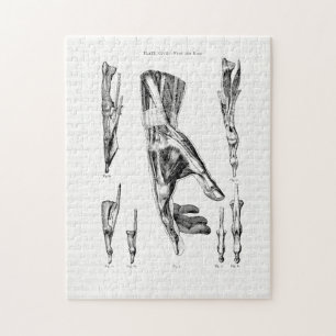 Alte anatomische Kunst Muskeln der Hand und des Ha Puzzle