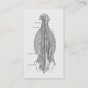 Alte anatomische Zeichnung des Rückens Visitenkarte