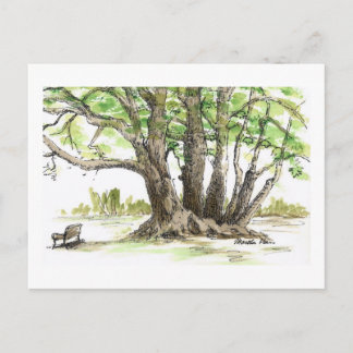 Alte Bäume und eine Bank Postkarten