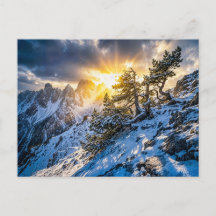 Alte Bergkiefer in dramatischem Winterlicht