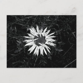 Alte Blume Postkarte