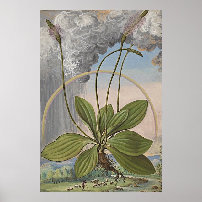 Alte botanische Kunst am Lago Maggiore Poster (Vorne)