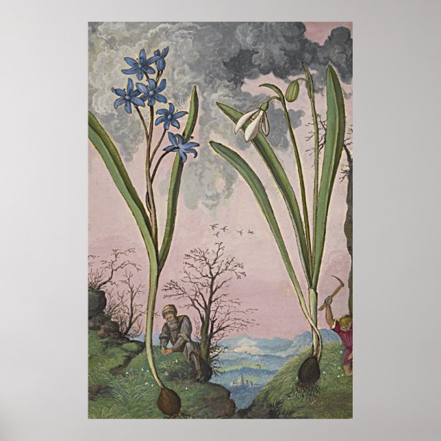 Alte botanische Kunst Snowdrop Poster (Vorne)