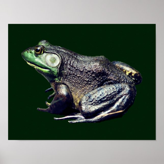 Alte Bullfrognatur Poster (Vorne)