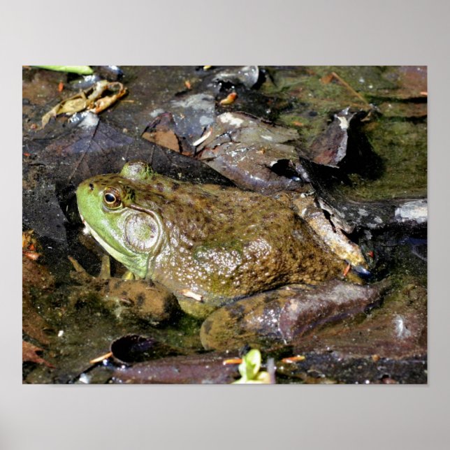 Alte Bullfrognatur Poster (Vorne)