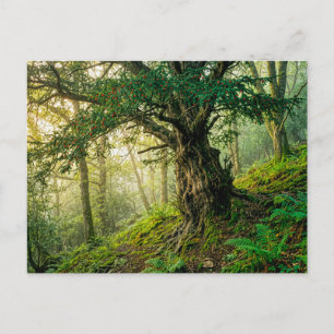 Alte Eibe mit roten Waldbeeren Postkarte