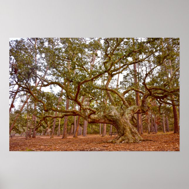 Alte Eiche, Cadillac Square, Dauphin Island Poster (Vorne)