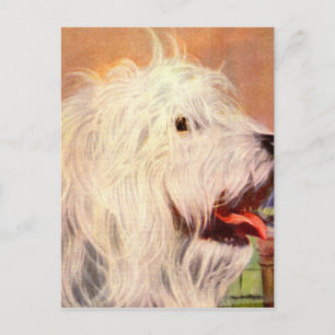 Alte englische Sheepdog-Illustration der 50er Jahr Postkarte