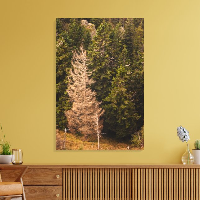 Alte Fichtenbaum stehend stolz Leinwanddruck (Insitu (Wohnzimmer))