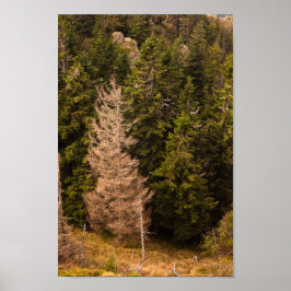 Alte Fichtenbaum stehend stolz Poster