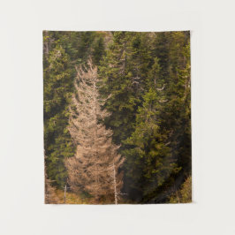 Alte Fichtenbaum stehend stolz Wandteppich