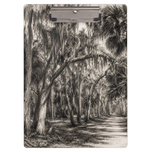 Alte Florida-Eiche-Hammock Graphit-Skizze   Rockle Klemmbrett