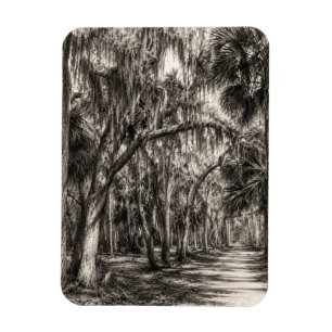 Alte Florida-Eiche-Hammock Graphit-Skizze Rockle Magnet
