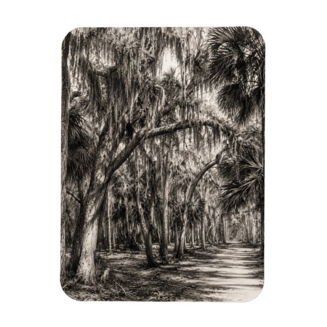 Alte Florida-Eiche-Hammock Graphit-Skizze | Rockle Magnet (Vertikal)