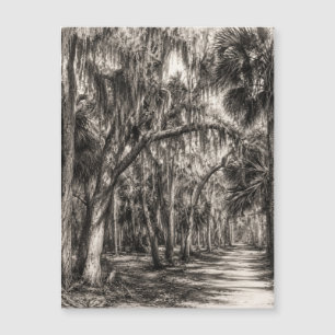 Alte Florida-Eiche-Hammock Graphit-Skizze   Rockle Magnetkarte
