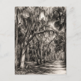Alte Florida-Eiche-Hammock Graphit-Skizze Rockle Postkarte