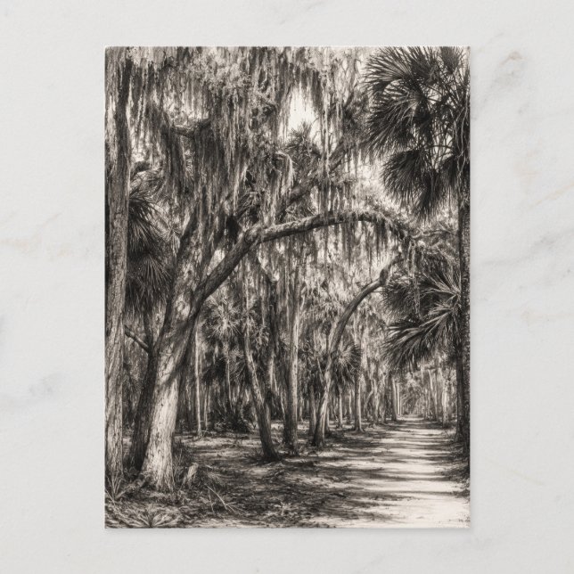 Alte Florida-Eiche-Hammock Graphit-Skizze | Rockle Postkarte (Vorderseite)