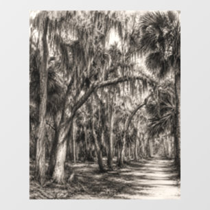Alte Florida-Eichenhammock-Graphit-Skizze   Rockle Fensteraufkleber